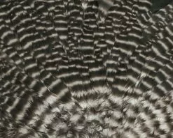 Hareline - Hen Saddle 11 Hareline - Hen Saddle -fishing Sales 2023 HSAD176